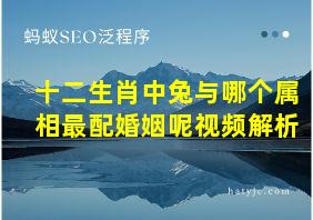 十二生肖中兔与哪个属相最配婚姻呢视频解析