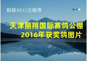 天津丽翔国际赛鸽公棚2016年获奖鸽图片