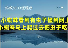 小蜘蛛看到有虫子撞到网上小蜘蛛马上爬过去把虫子吃掉