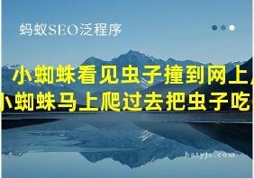 小蜘蛛看见虫子撞到网上,小蜘蛛马上爬过去把虫子吃掉