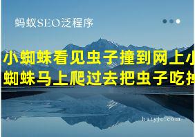 小蜘蛛看见虫子撞到网上小蜘蛛马上爬过去把虫子吃掉