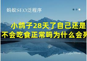 小鸽子28天了自己还是不会吃食正常吗为什么会死