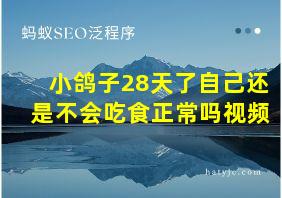 小鸽子28天了自己还是不会吃食正常吗视频