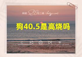 狗40.5是高烧吗