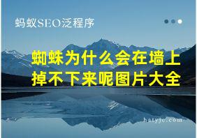 蜘蛛为什么会在墙上掉不下来呢图片大全