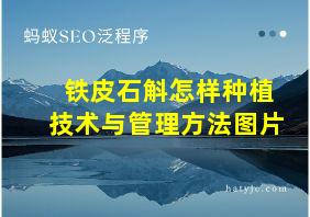 铁皮石斛怎样种植技术与管理方法图片