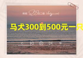 马犬300到500元一只