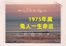 1975年属兔人一生命运