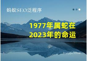 1977年属蛇在2023年的命运