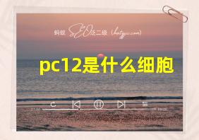 pc12是什么细胞